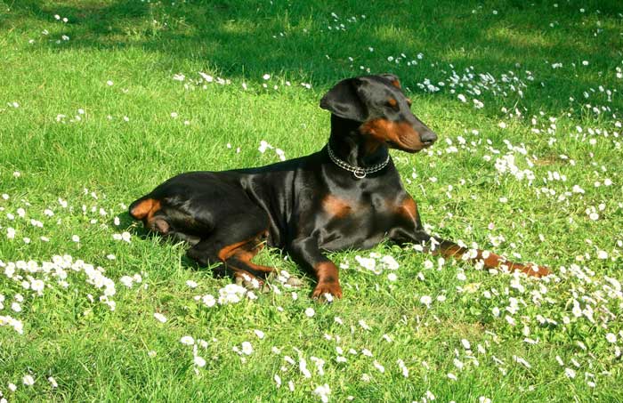 6 luoghi comuni sul rapporto uomo/cane