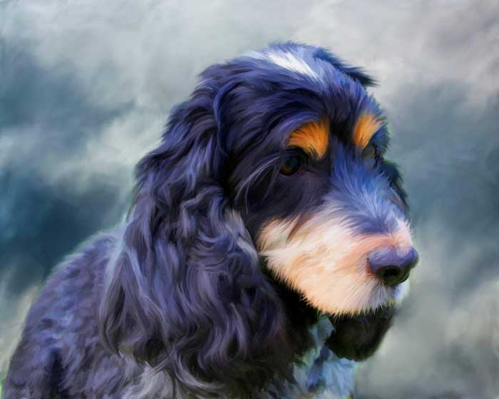 I contro della dieta BARF, i rischi dell’alimentazione naturale