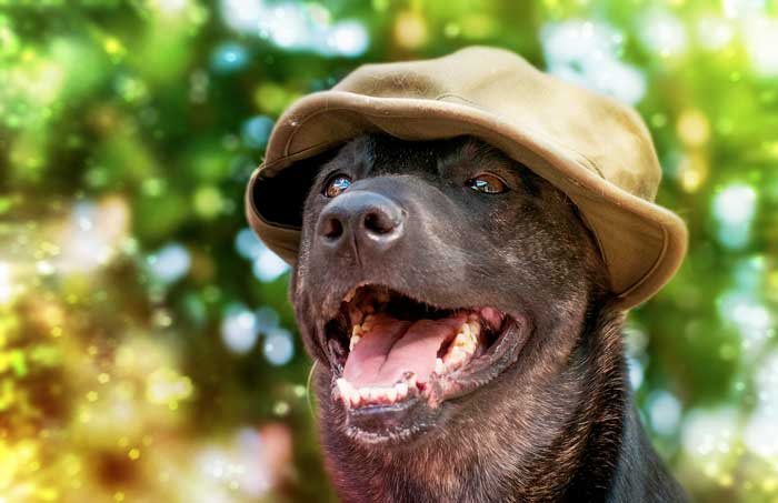 La Comunicazione del Cane: Il Significato del “Linguaggio” (Parte seconda)