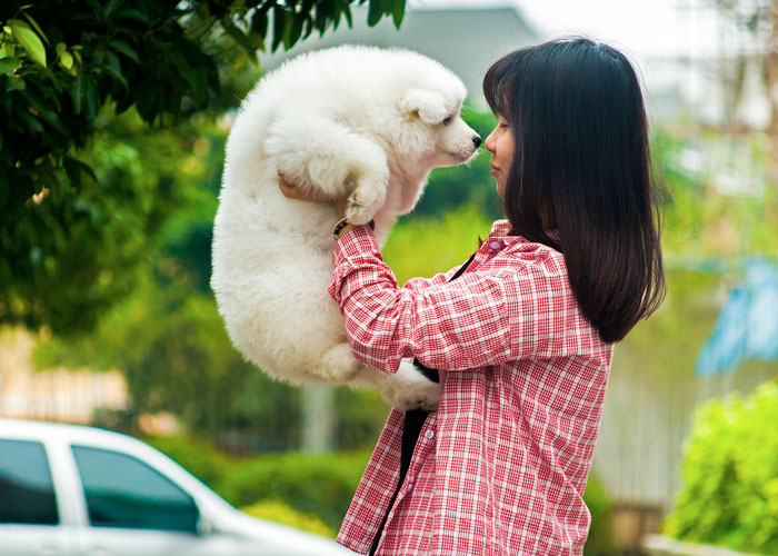 La Comunicazione del Cane: Il Significato del “Linguaggio” (Parte prima)