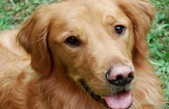 10 luoghi comuni sulla salute del cane