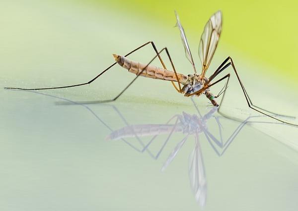 Salute cani e gatti, impariamo a distinguere gli organismi più dannosi